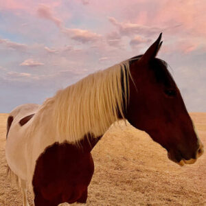Desert Pony Canvas Print